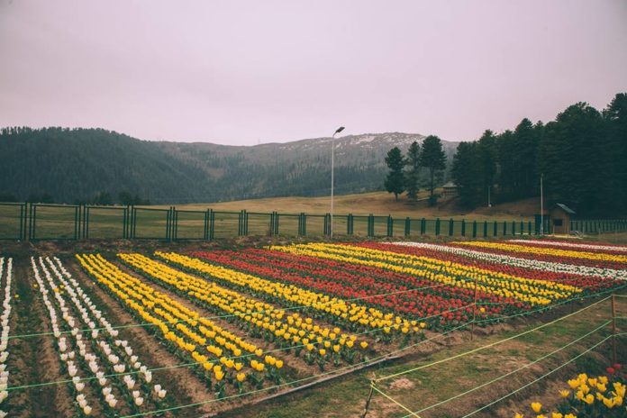 Tulip Garden in Sanasar patanitop