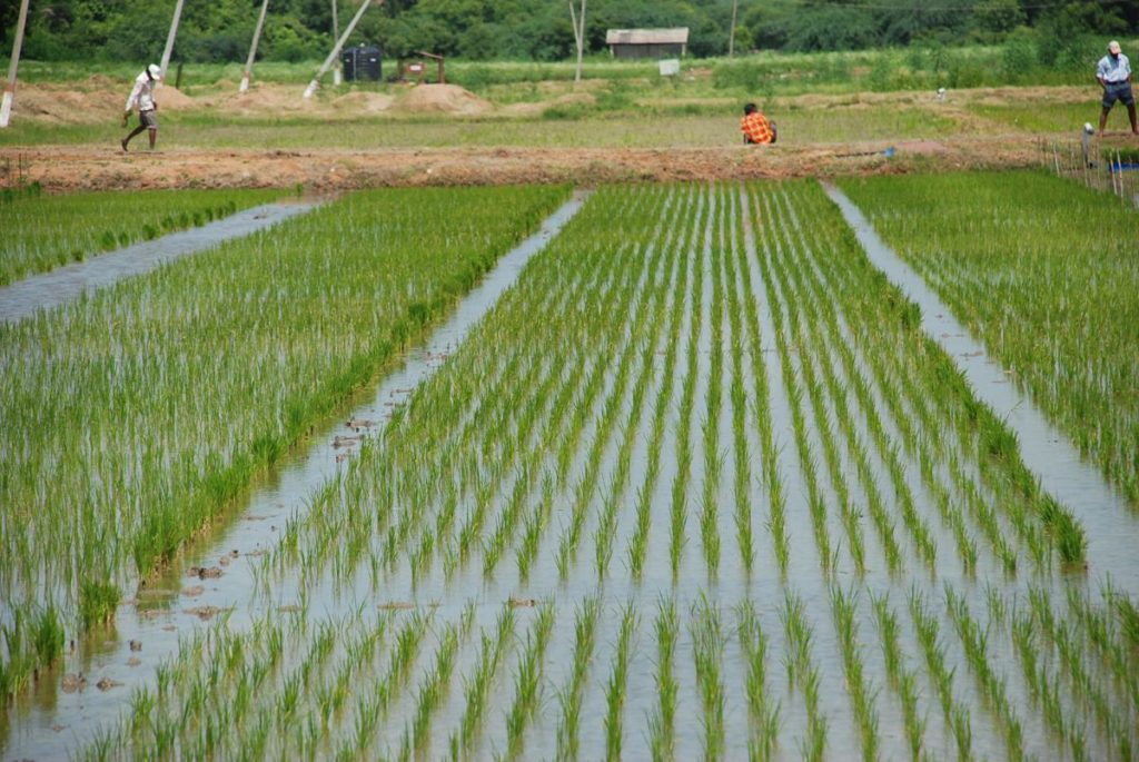 rice farming jammu