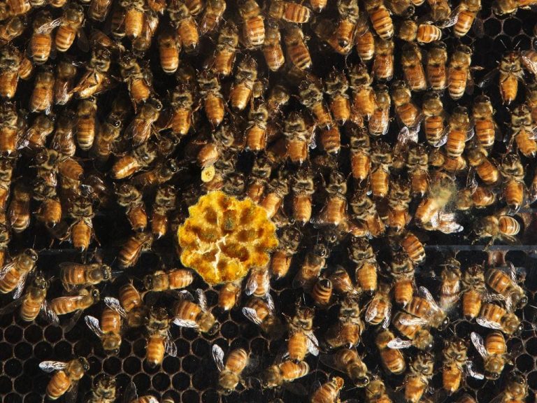Bhaderwah in Jammu is new spot for ‘honeybee tourism’