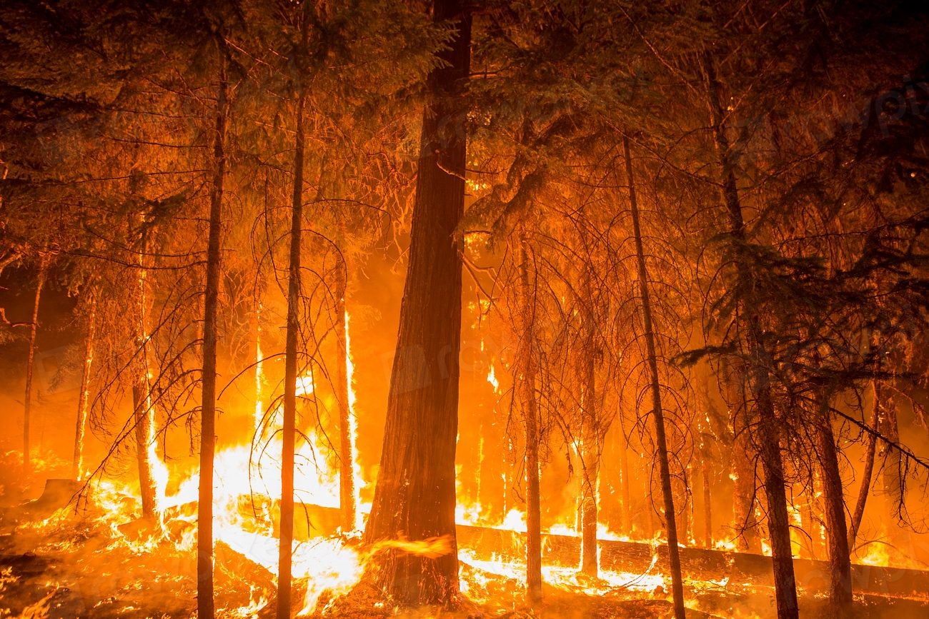 forest fire jammu kashmir