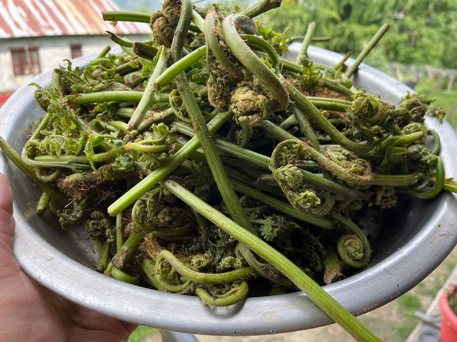 Kasrod Dogra delicacy